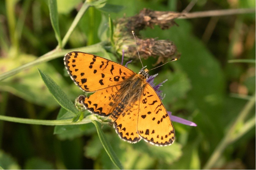 Melitaea didyma ?